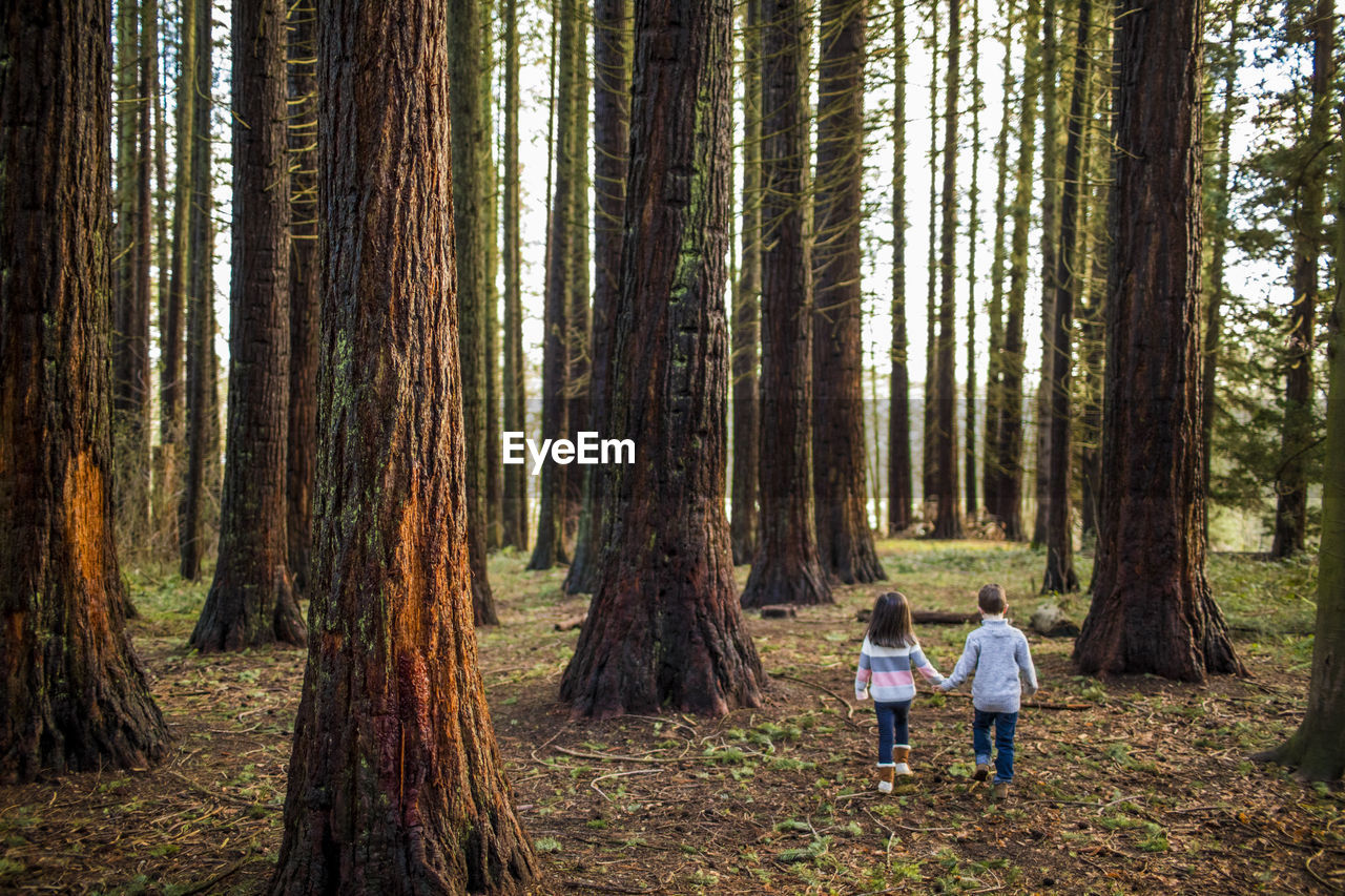 Boy and girl holding hands walking through beautiful forest.