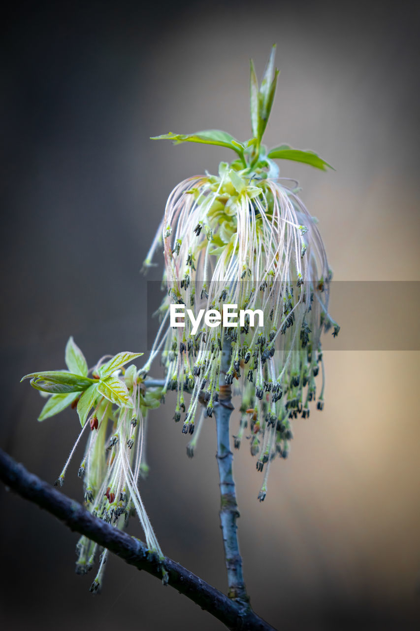 Close-up of wilted plant