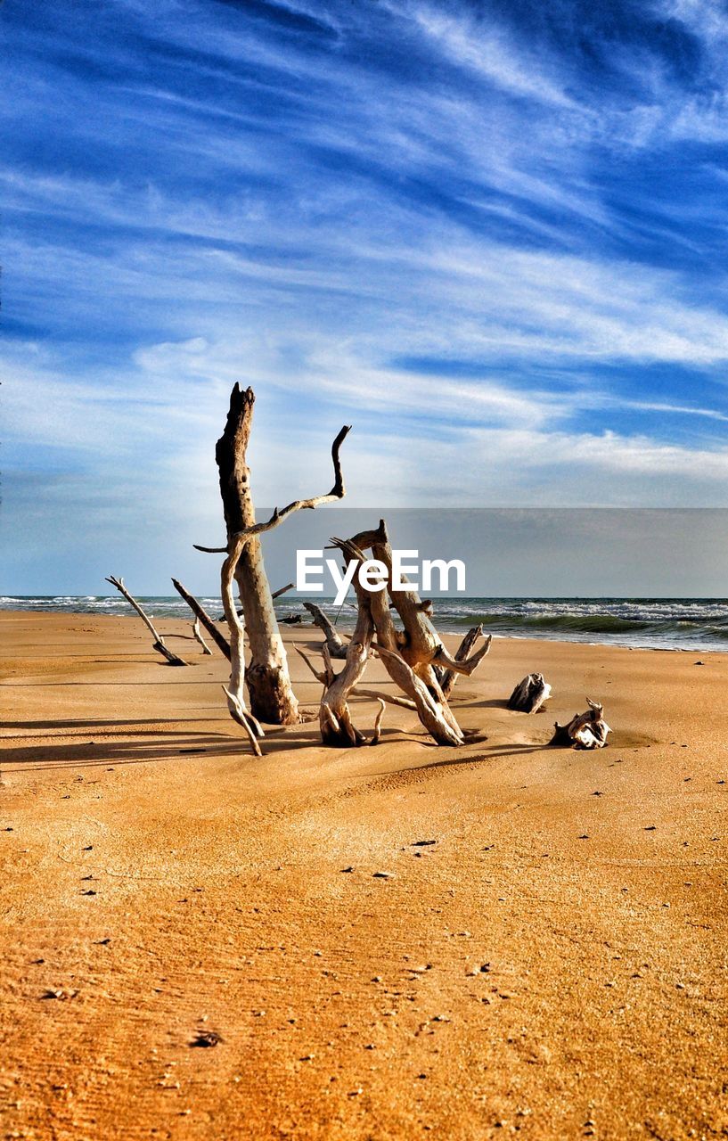 FLOCK OF BIRDS ON BEACH AGAINST SKY