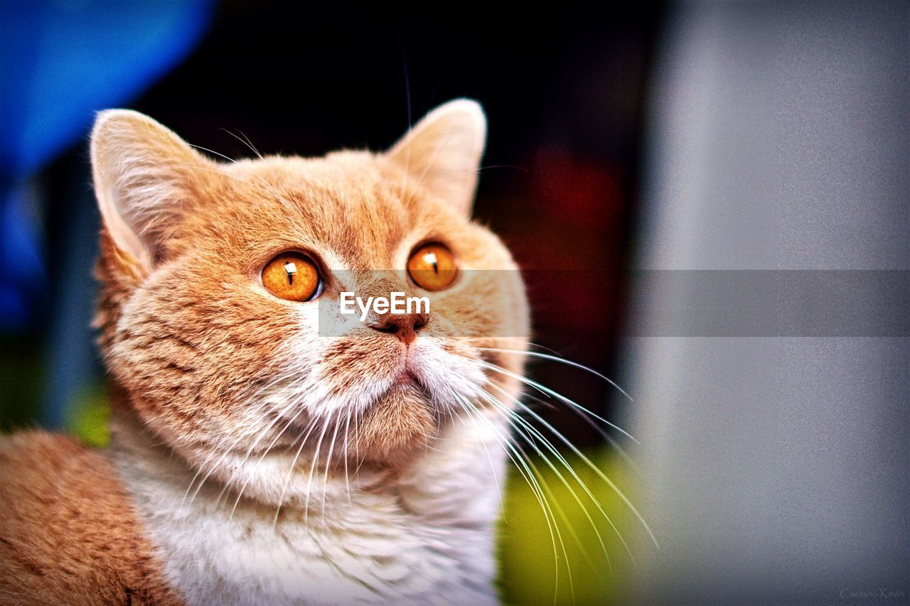 Close-up of cat looking up