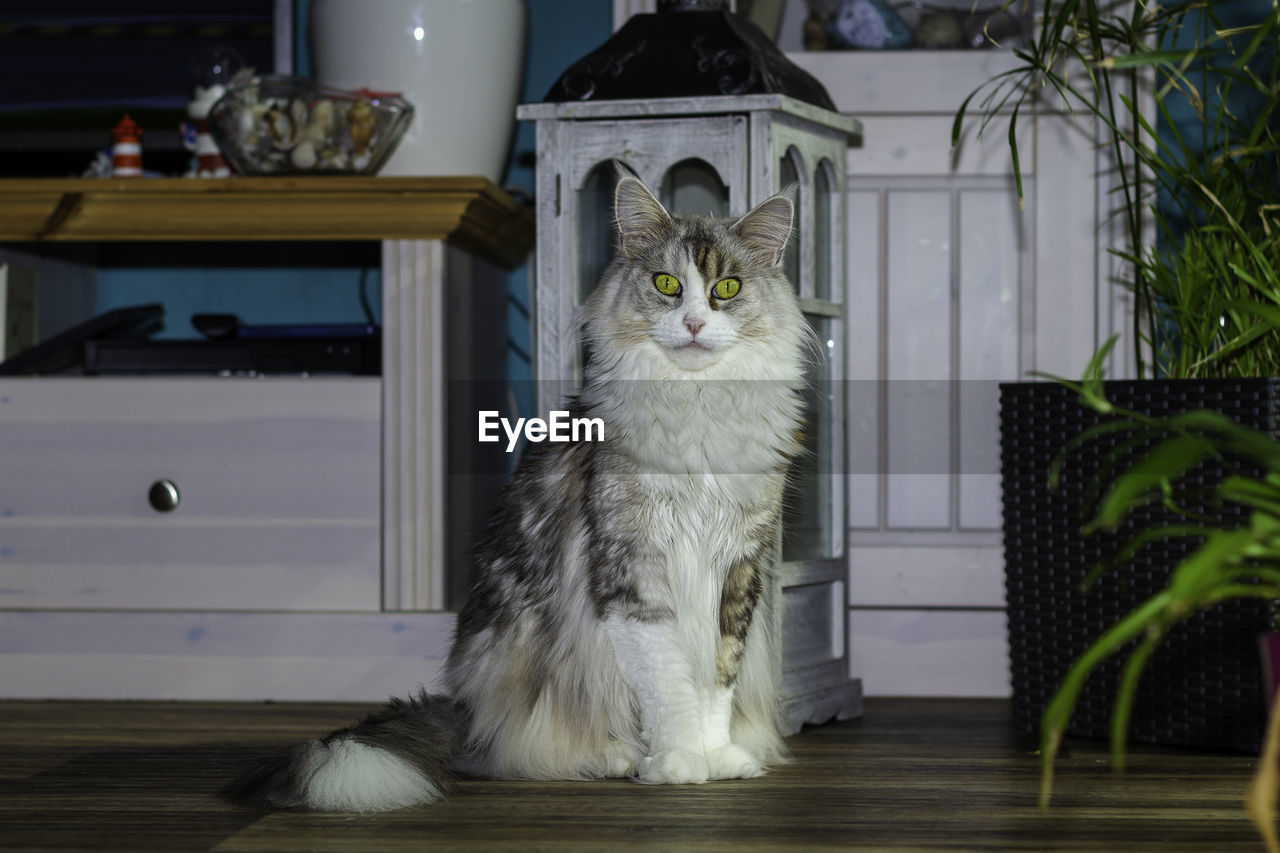 CAT SITTING ON CHAIR AT TABLE