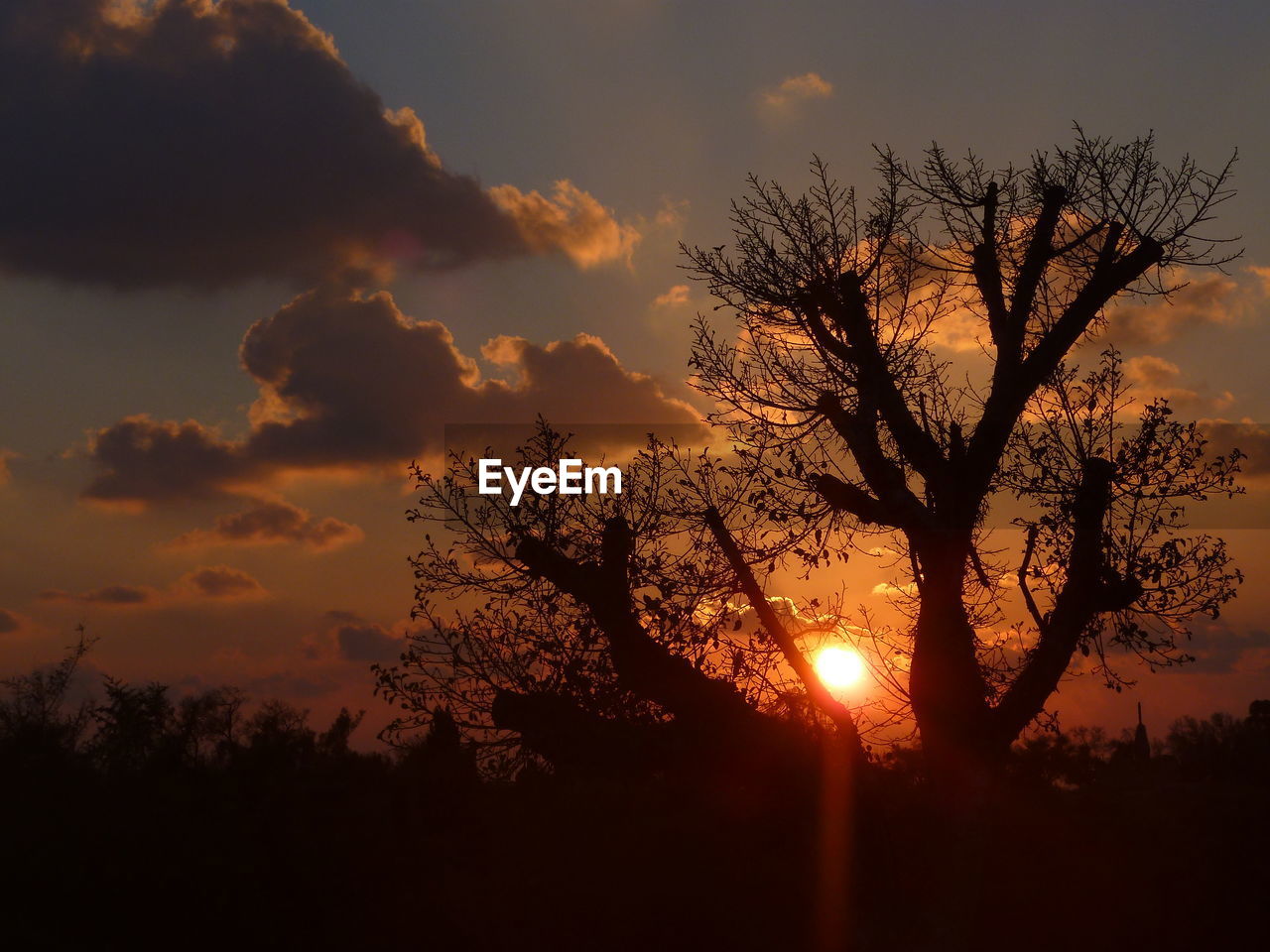 Silhouette trees against orange sky