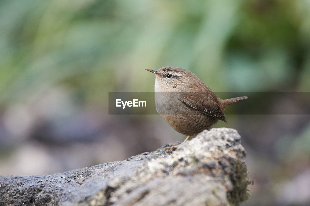 Wren on a log in woodland