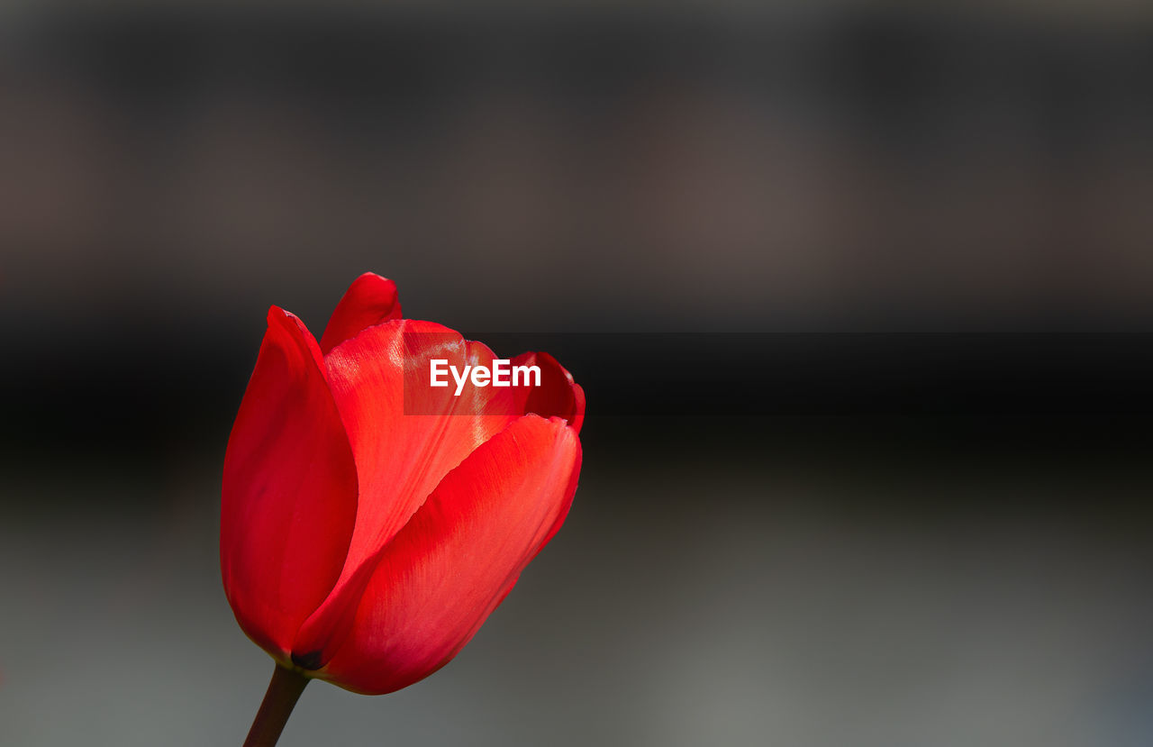 CLOSE-UP OF RED ROSE TULIP