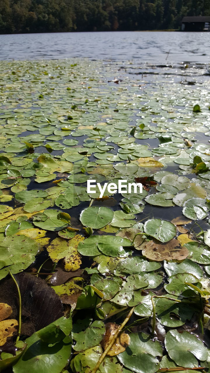 WATER LILY IN LAKE