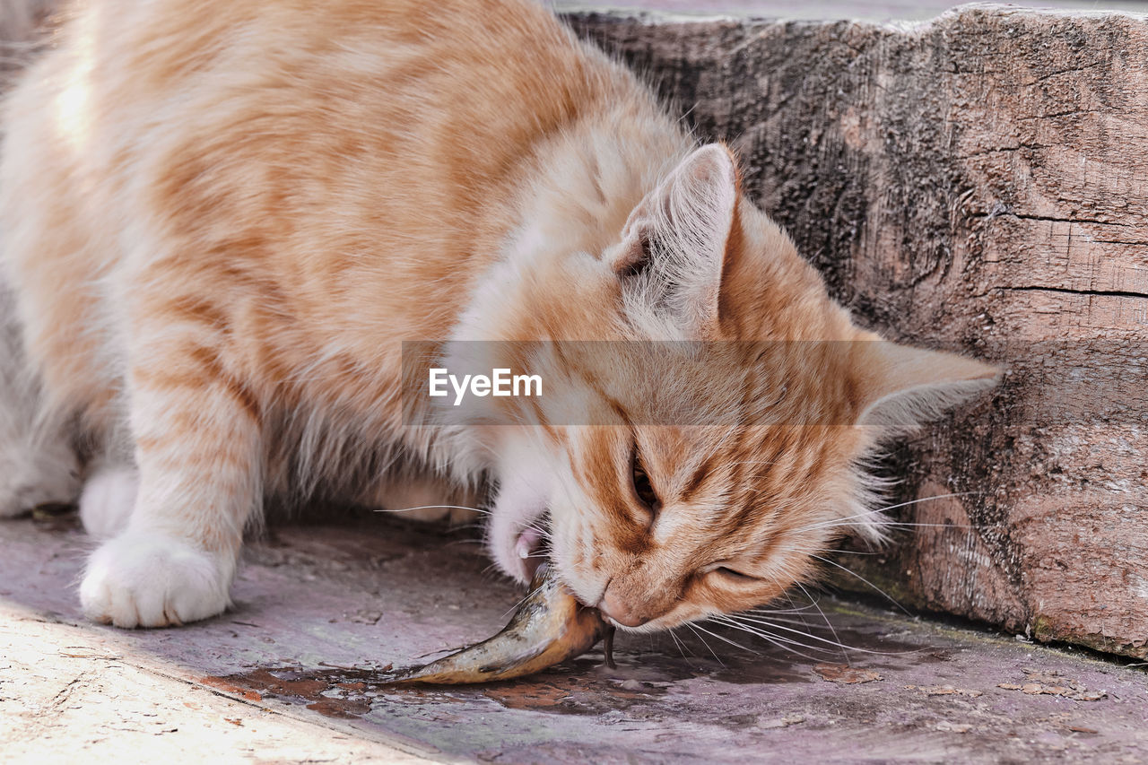 CLOSE-UP OF A CAT RESTING