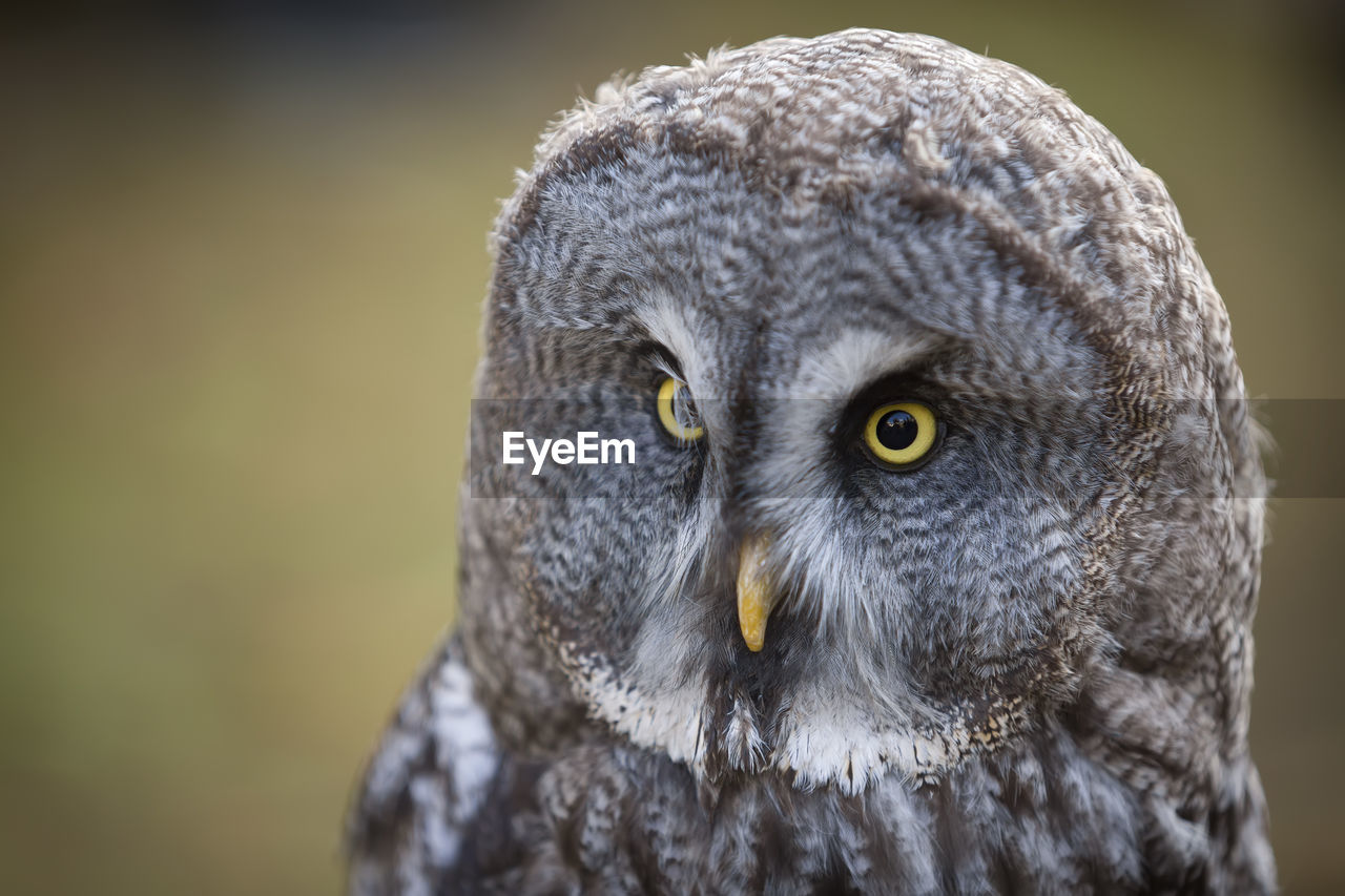 CLOSE-UP PORTRAIT OF EAGLE