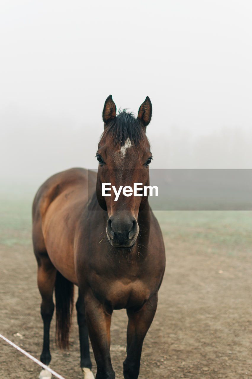 Portrait of a horse on field