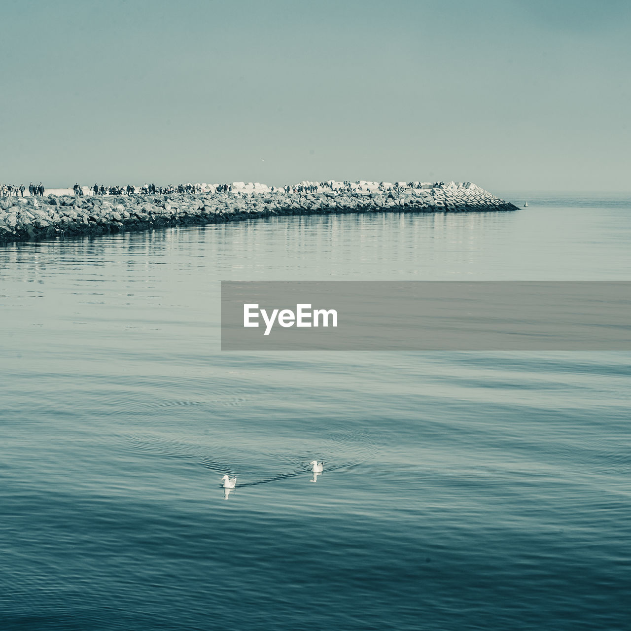 Seagulls swimming in sea against clear sky