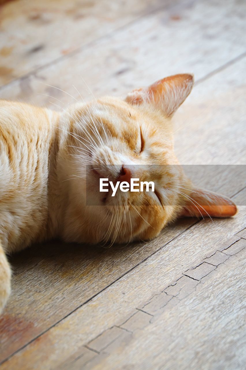 Close-up of cat sleeping on floor