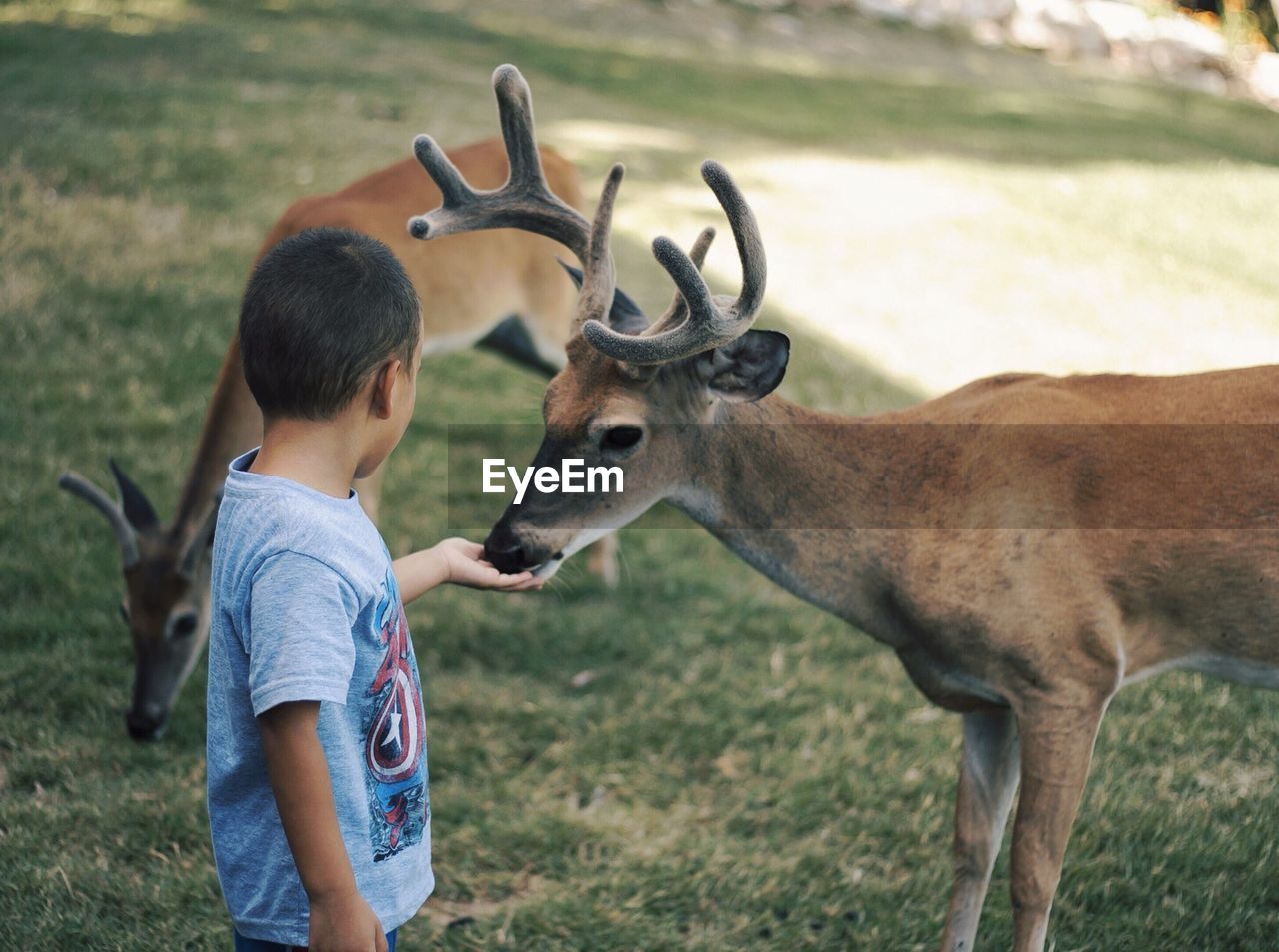 Side view of a boy feeding deer