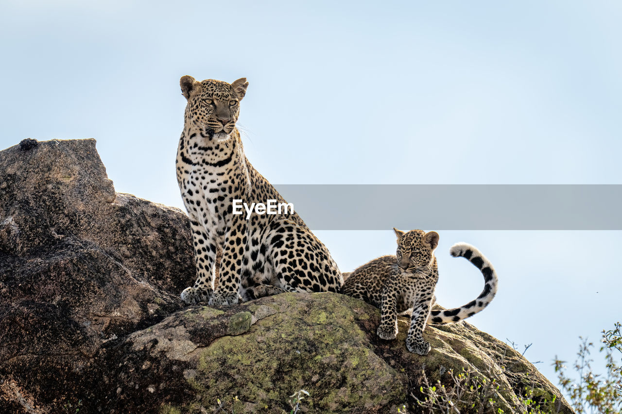 Leopard and cub sitting on sunlit rock