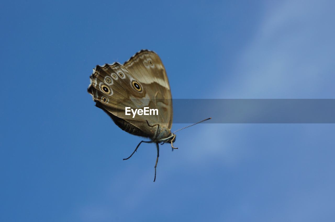 Low angle view of butterfly on blue sky