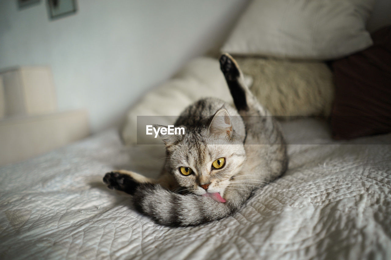 close-up portrait of cat lying on bed at home