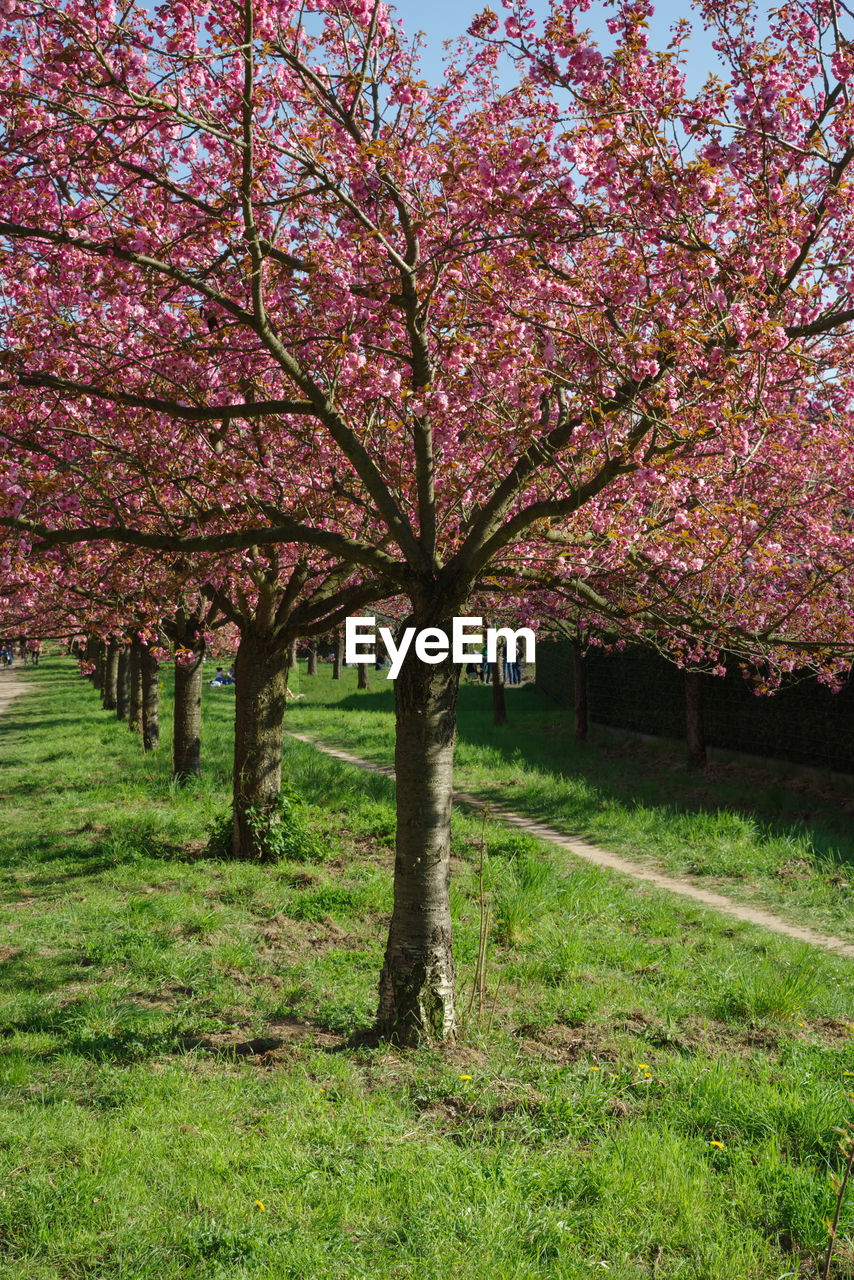 VIEW OF CHERRY BLOSSOM TREE IN FIELD