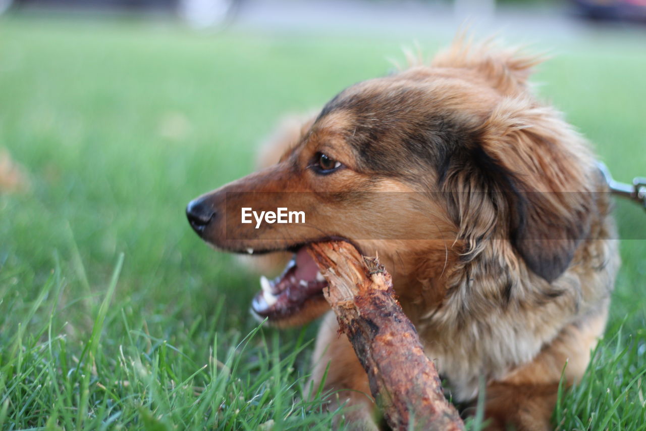 CLOSE-UP OF DOG LOOKING AWAY ON LAND