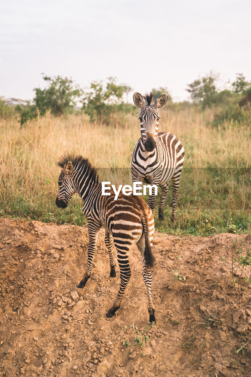 zebra grazing on field