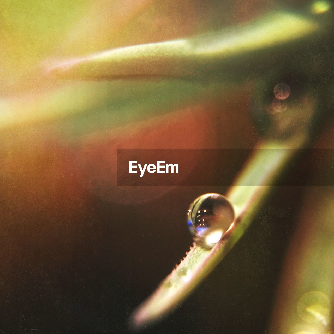 Close-up of water drop on leaf