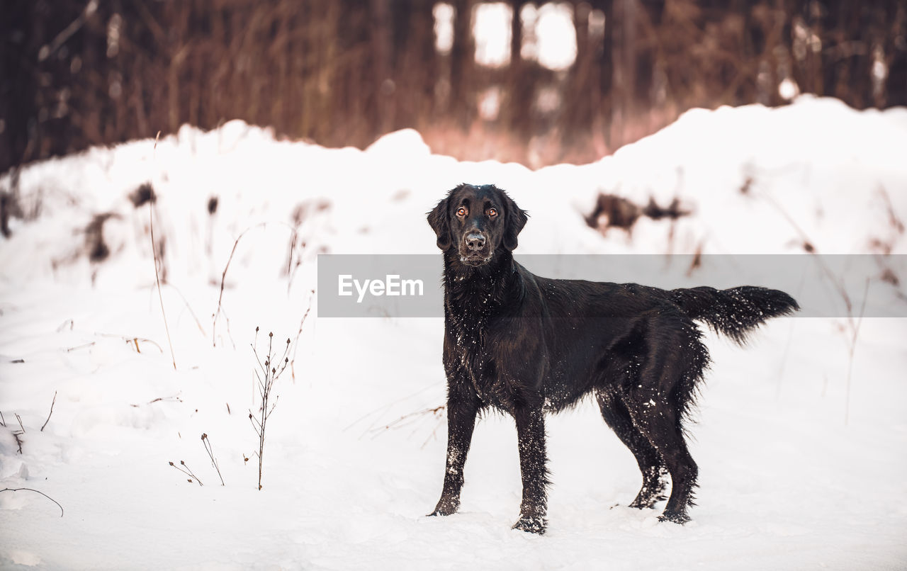 View of dog on snow field