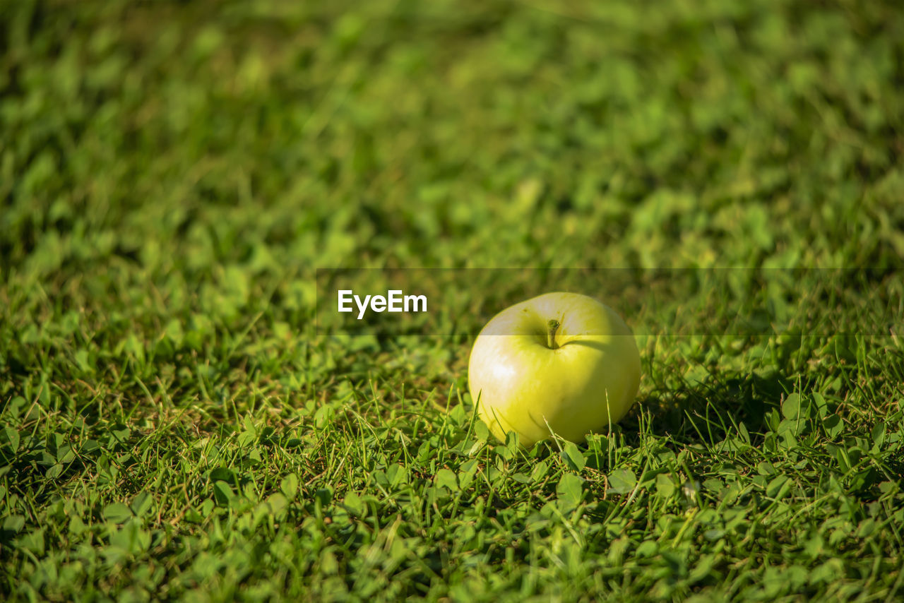 CLOSE-UP OF APPLE GROWING IN FIELD