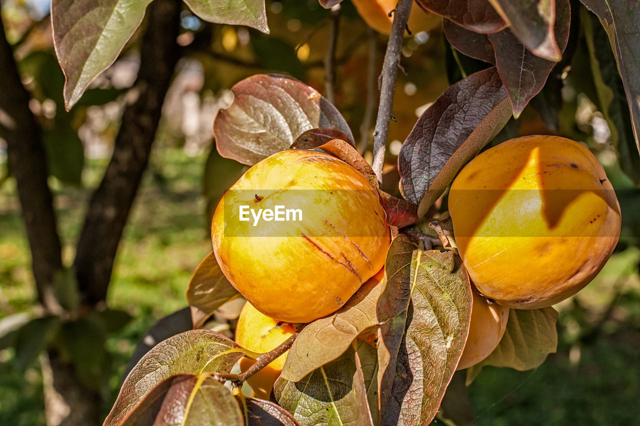 CLOSE-UP OF FRESH FRUITS ON TREE