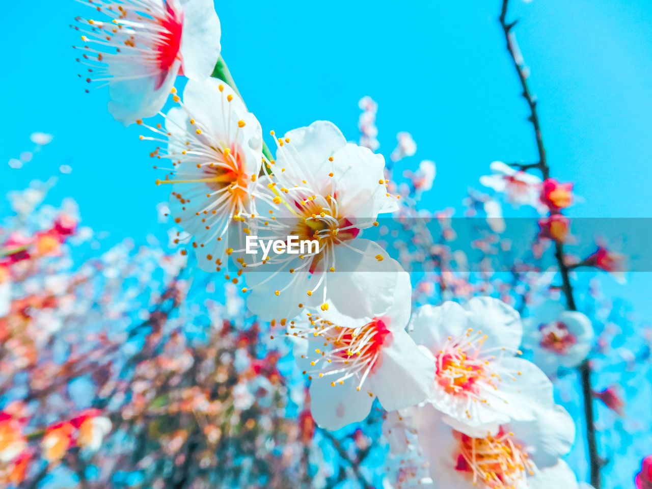 Low angle view of flowers on branch