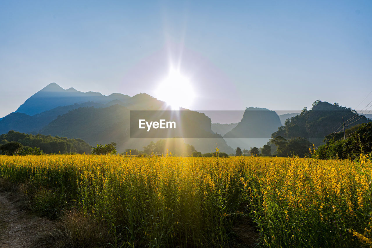 Sunn hemp field on the background of blue sky at doi nang non, chiangrai, thailand