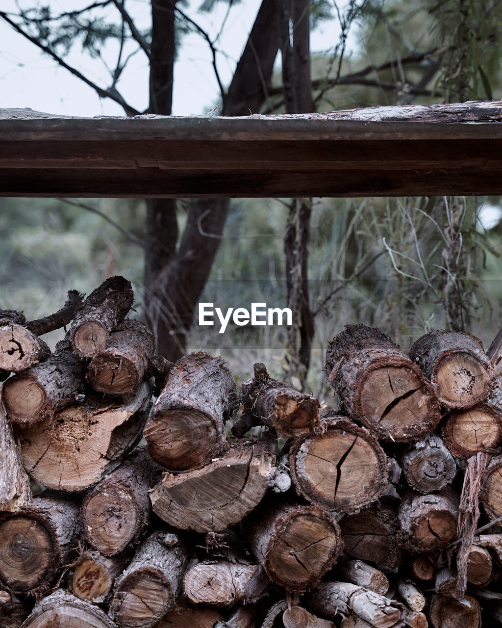 CLOSE-UP OF FIREWOOD IN FOREST