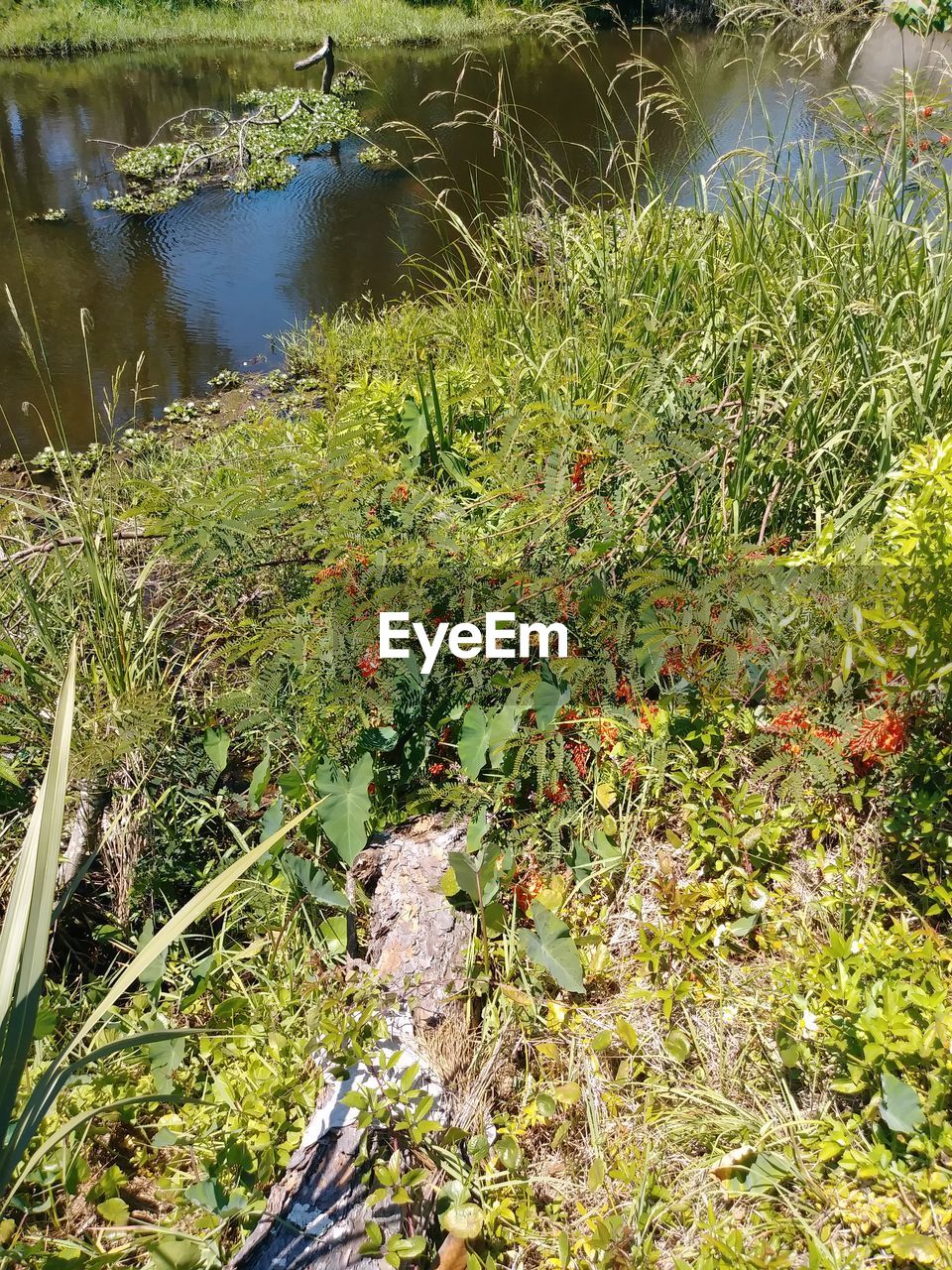 HIGH ANGLE VIEW OF PLANTS GROWING IN LAKE