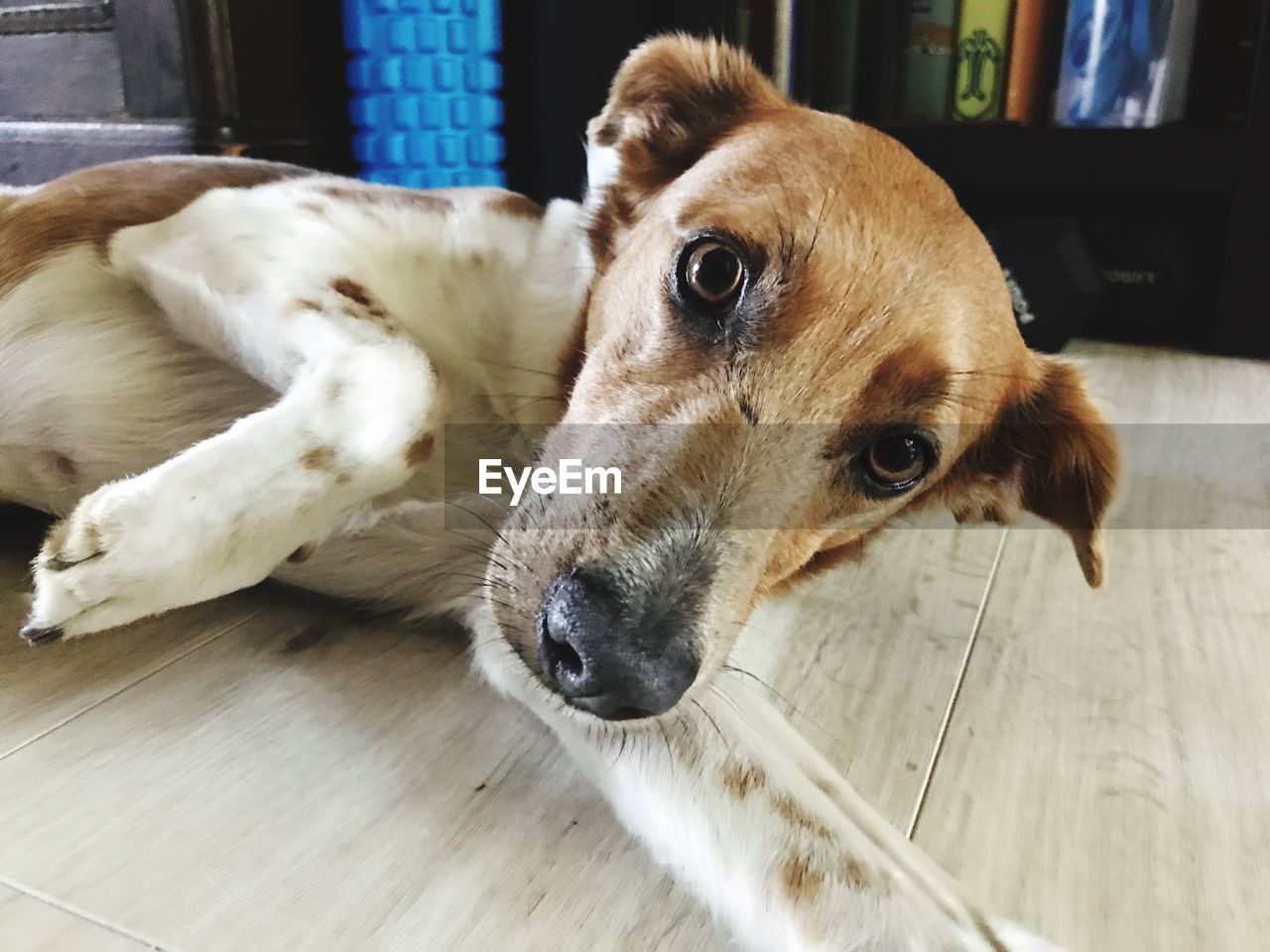 CLOSE-UP PORTRAIT OF DOG LYING DOWN ON FLOOR AT HOME