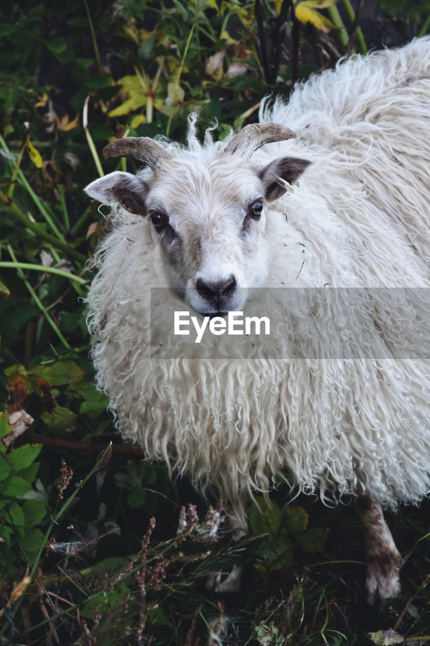 Portrait of white sheep on field