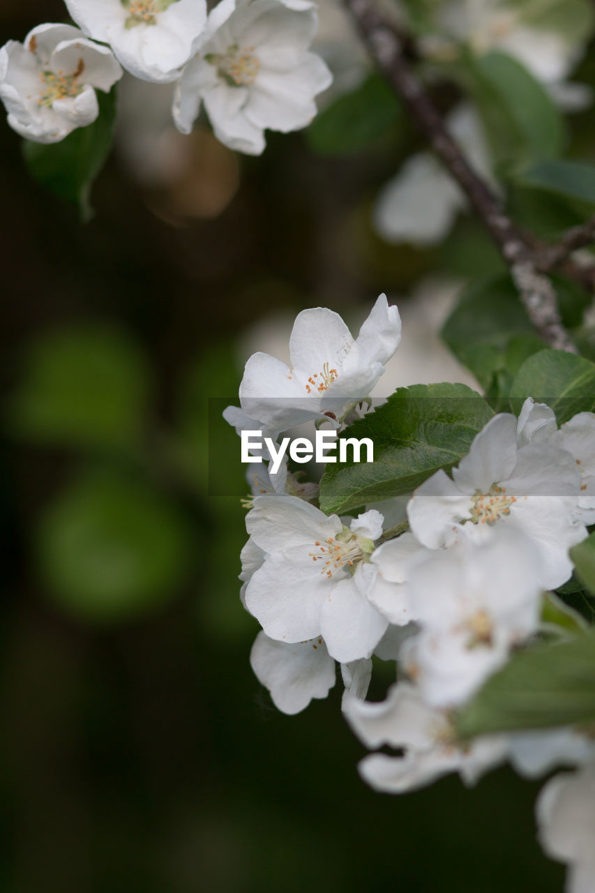 CLOSE-UP OF WHITE CHERRY BLOSSOMS OUTDOORS