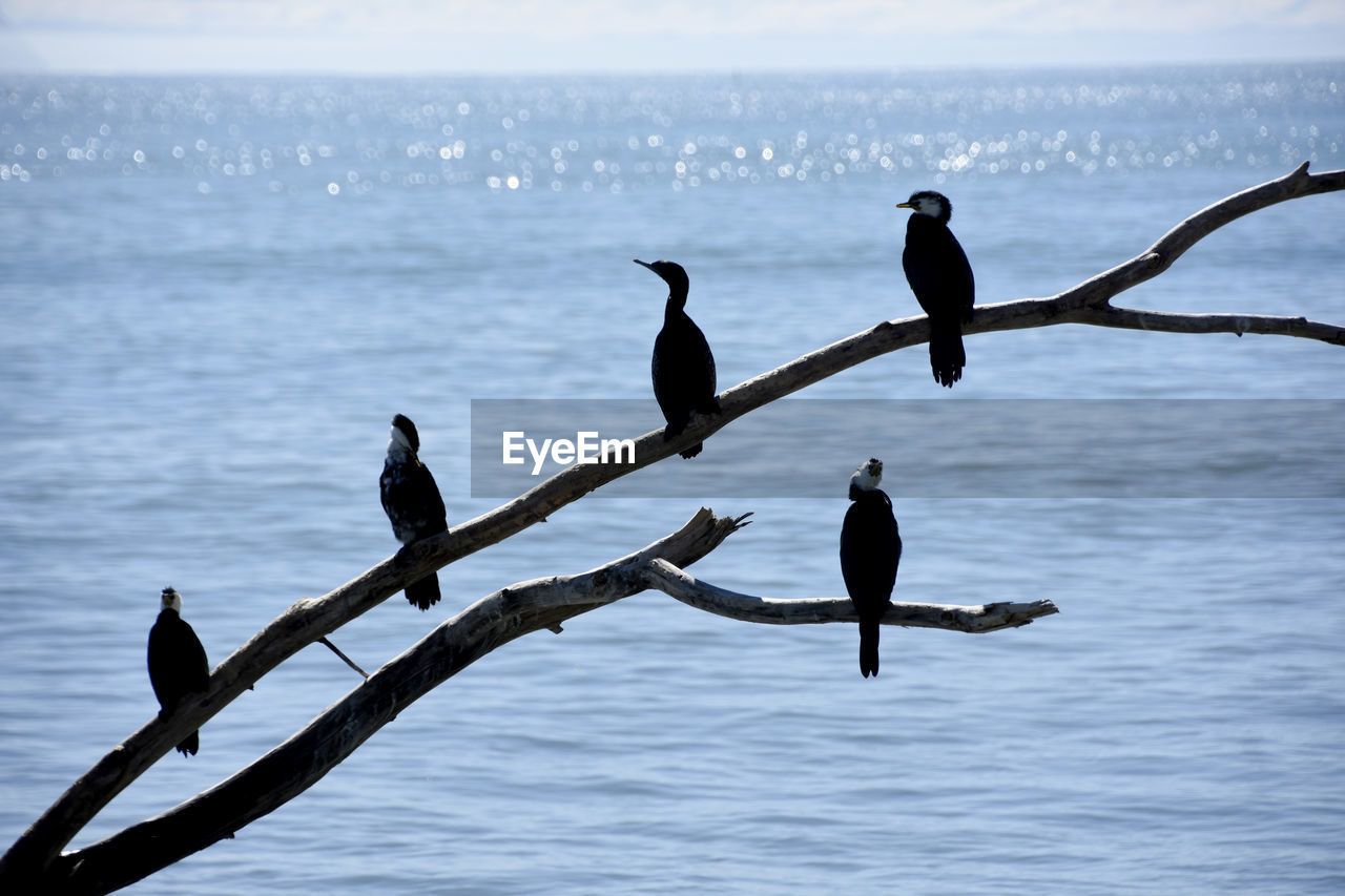 VIEW OF BIRDS PERCHING ON A SEA