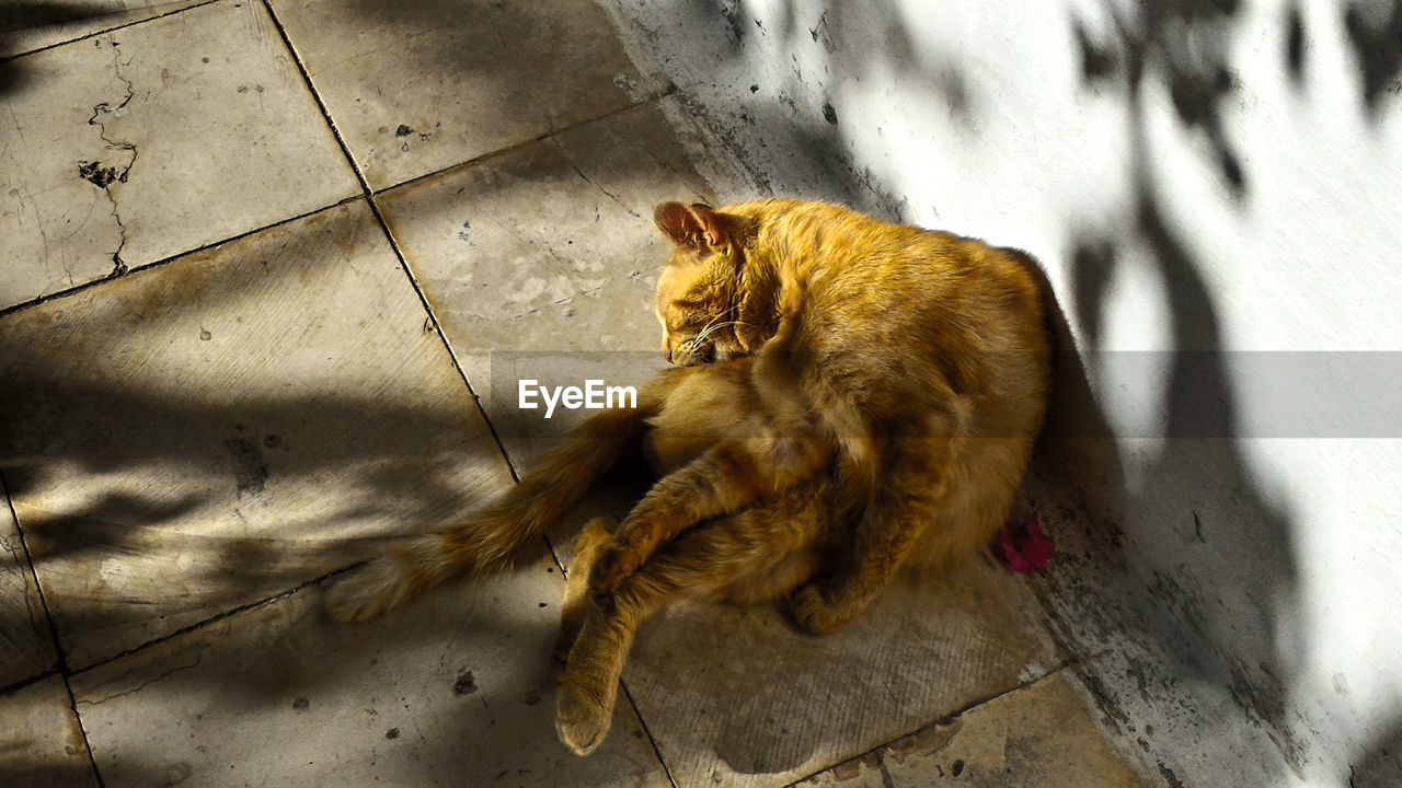 HIGH ANGLE PORTRAIT OF CAT SITTING OUTDOORS