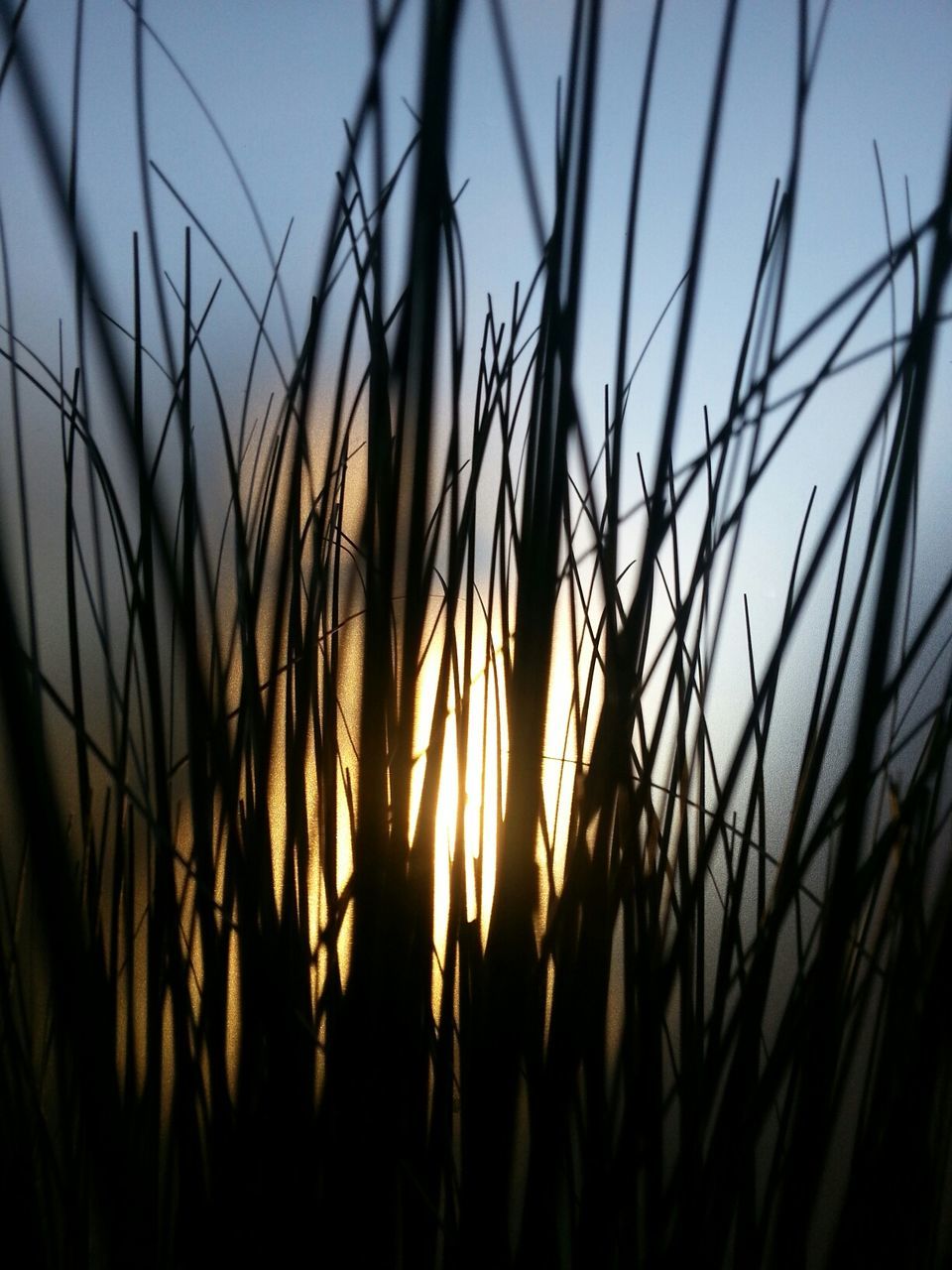 Close-up of silhouette grass against sky at dusk