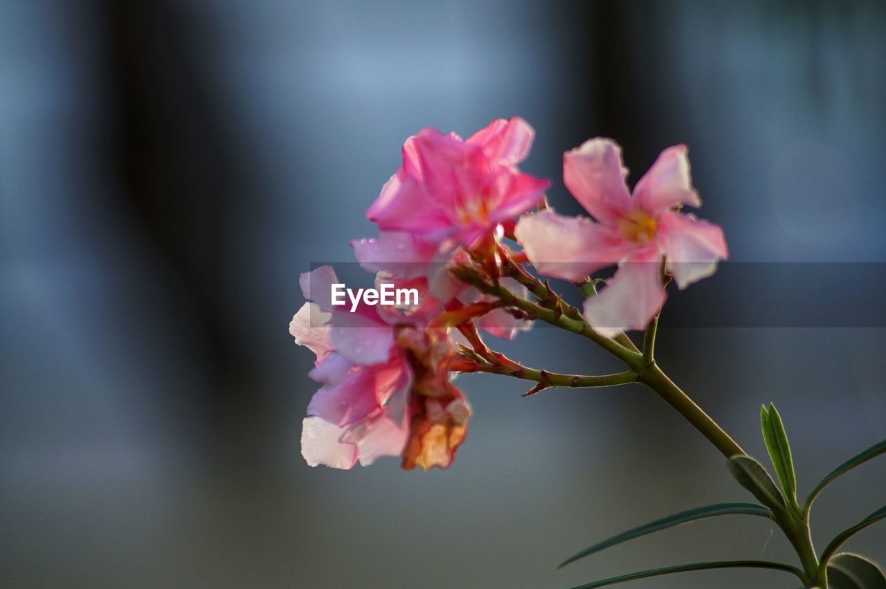 Close-up of pink cherry blossom