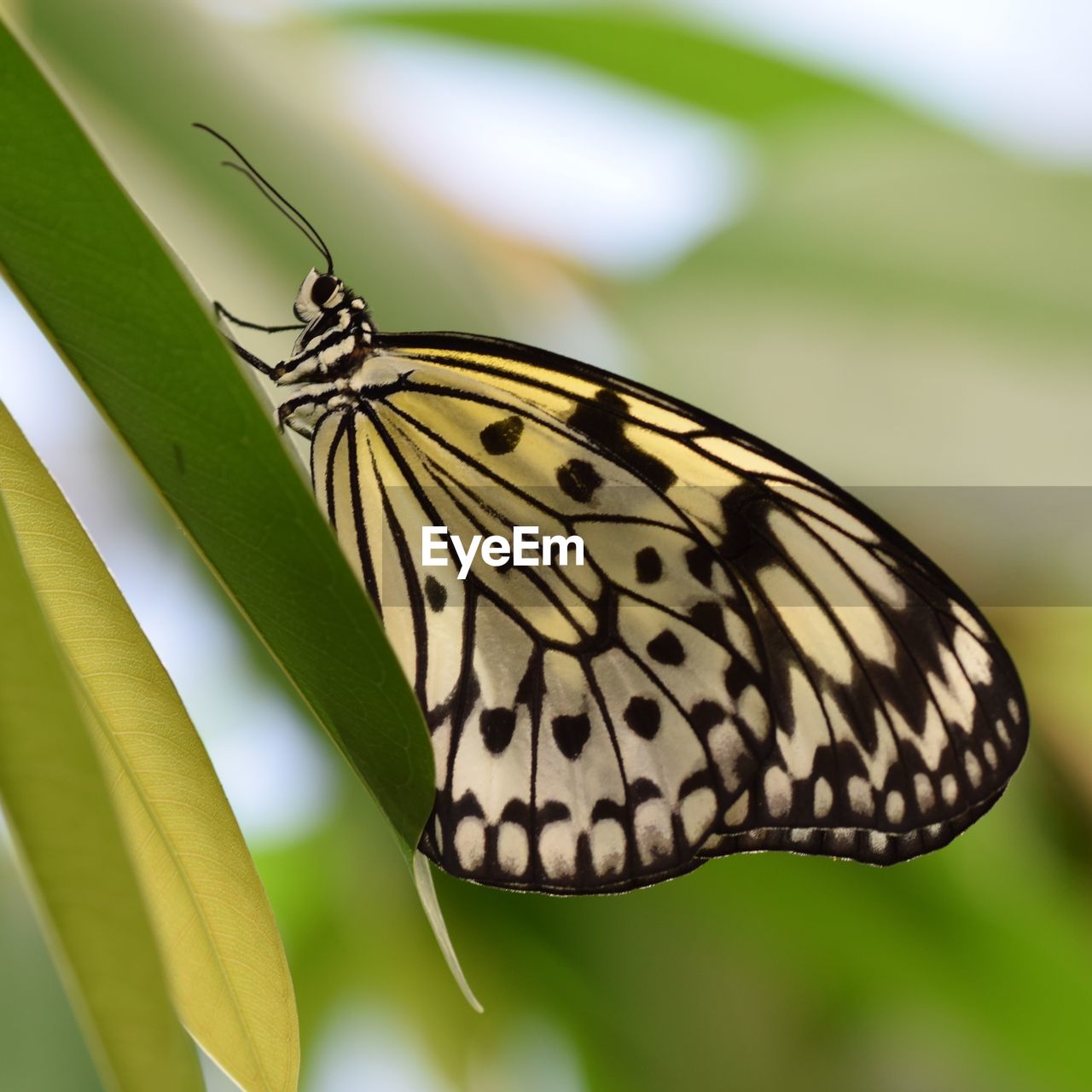 BUTTERFLY ON LEAF