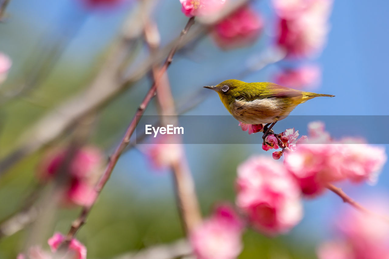 Close-up of bird perching on flower