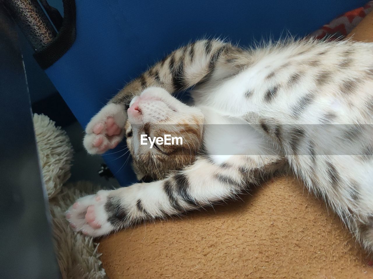 CLOSE-UP OF A CAT SLEEPING ON A BLANKET