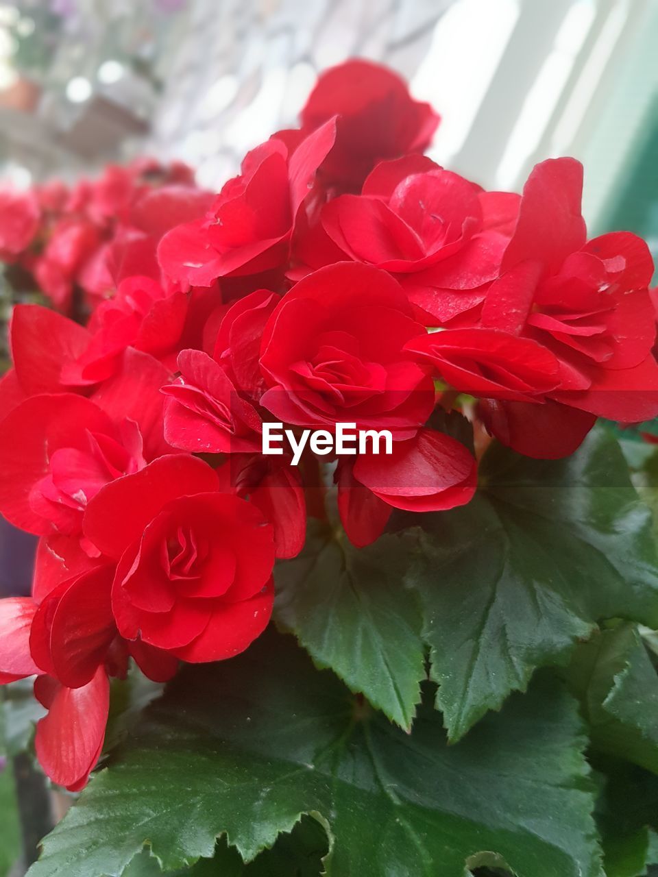 CLOSE-UP OF RED AND FLOWERS