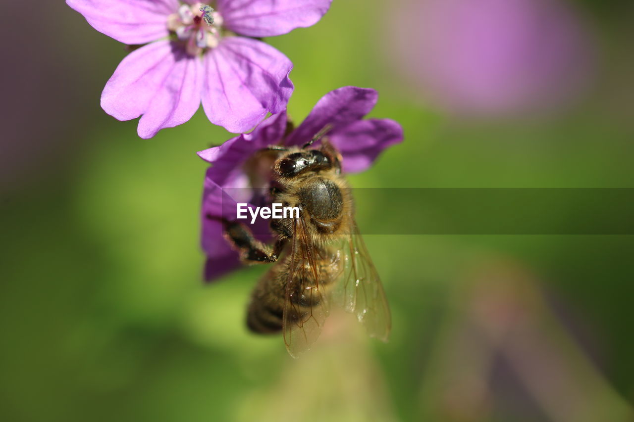 Close-up of bee pollinating on purple flower