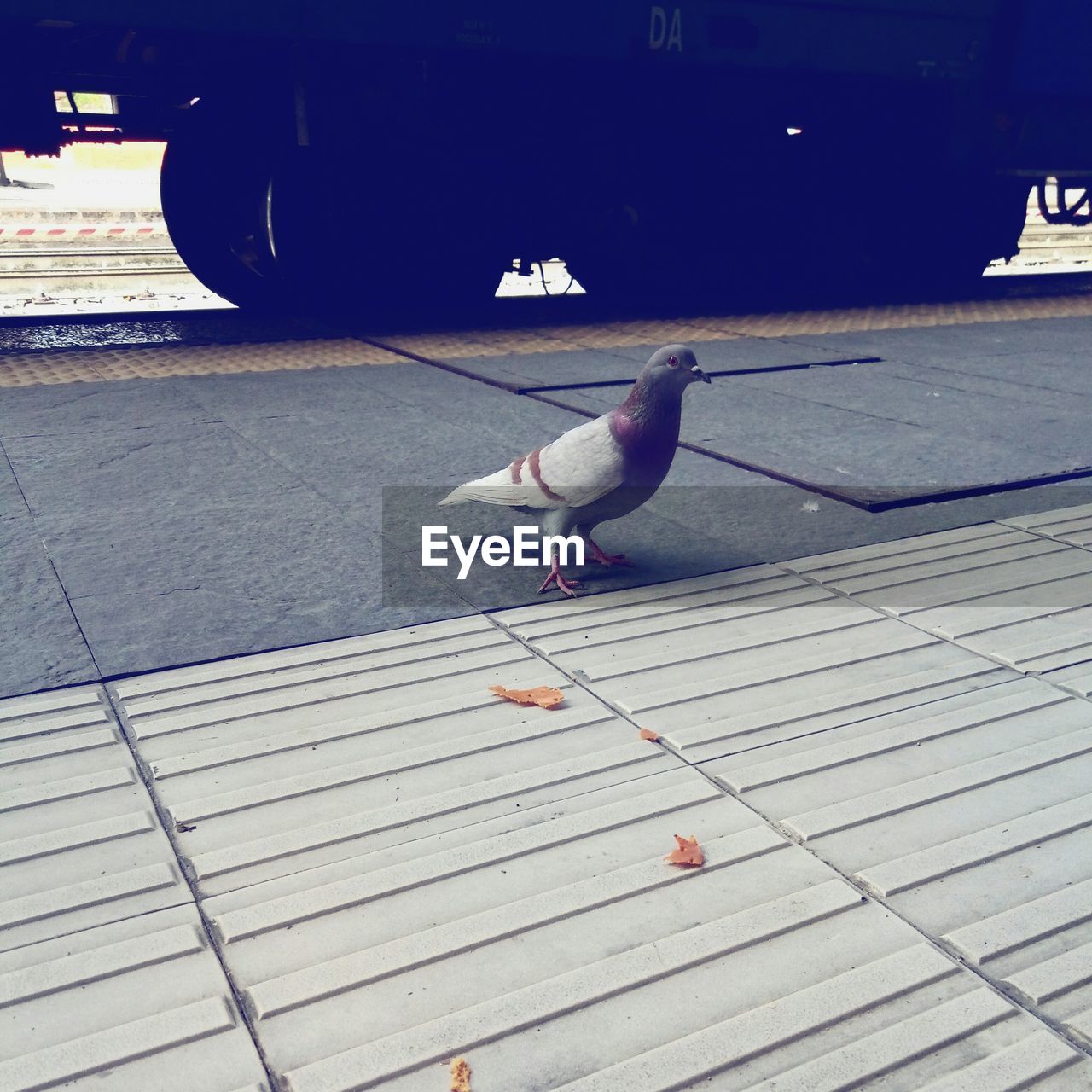 SIDE VIEW OF SEAGULL ON SIDEWALK