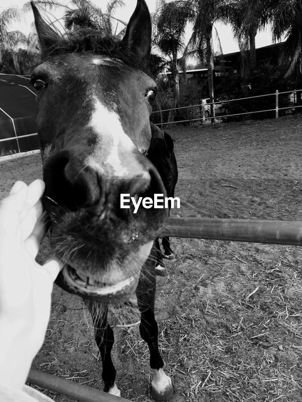 CLOSE-UP OF HORSE IN STABLE