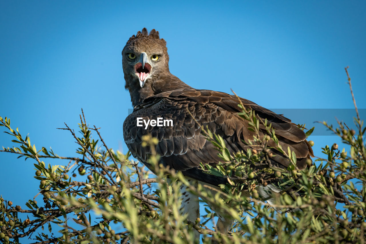 Martial eagle with open beak on treetop