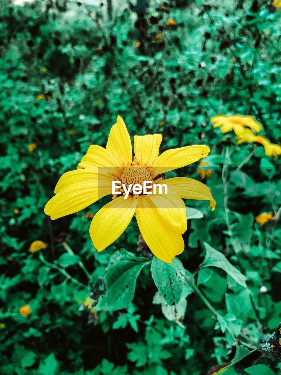 YELLOW FLOWER BLOOMING ON FIELD