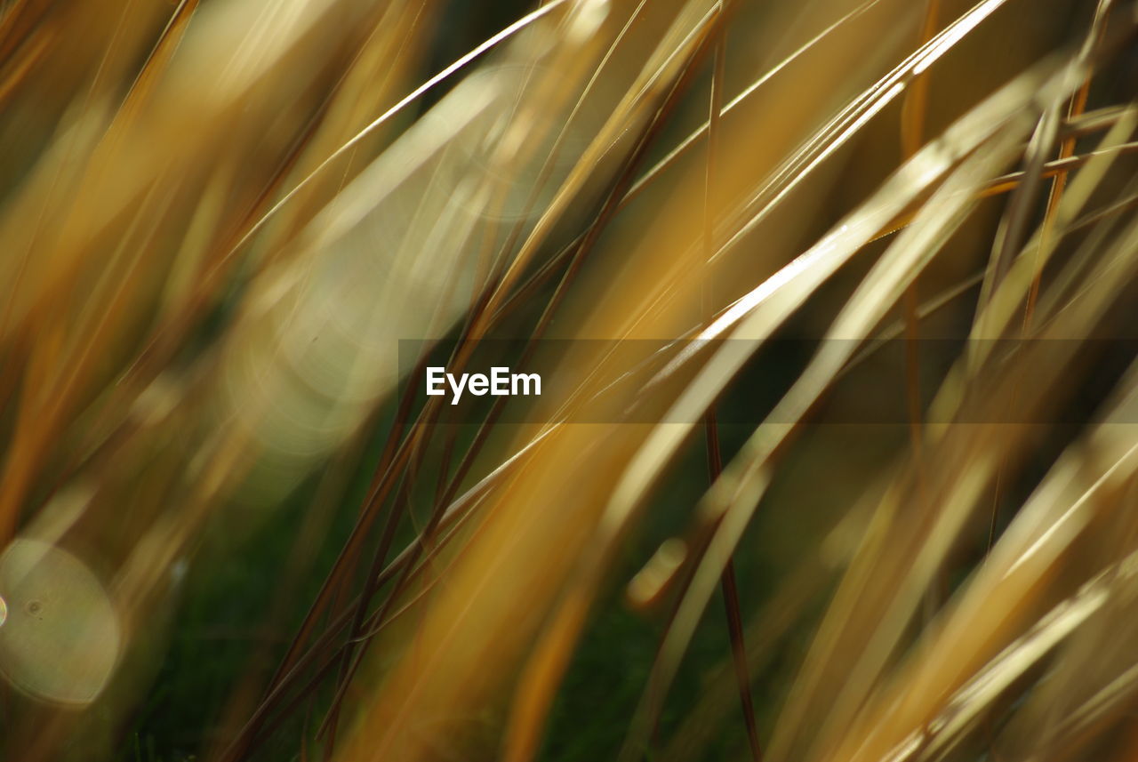 Abstract background with long grass blades