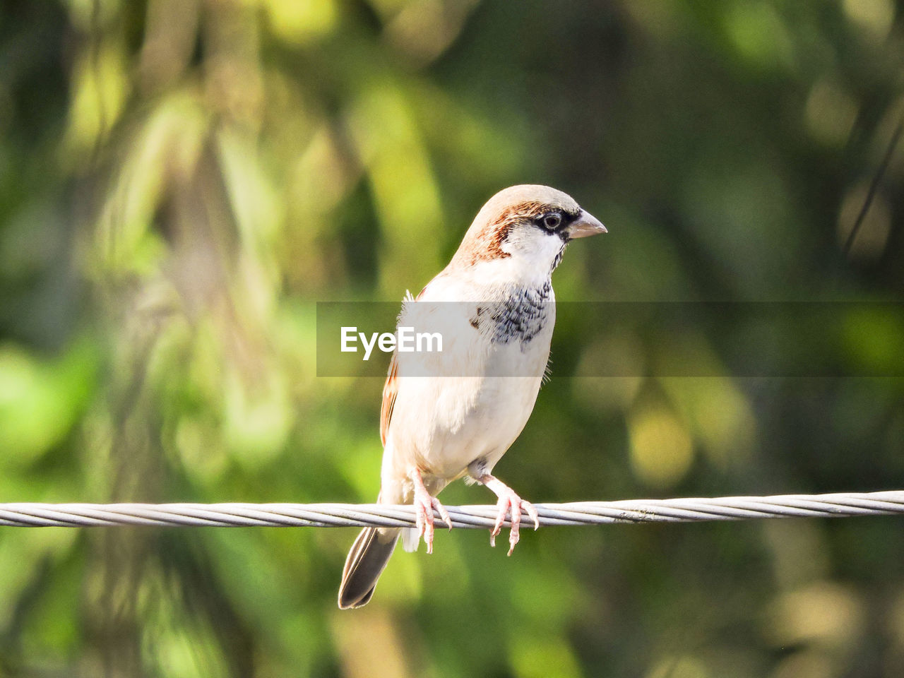 Close-up of bird perching outdoors