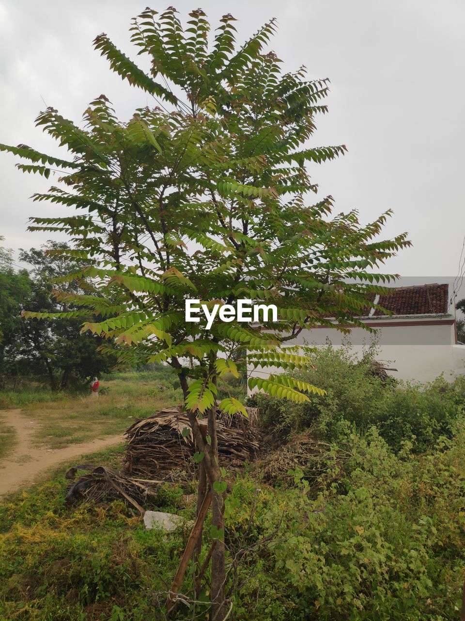 TREE IN FIELD