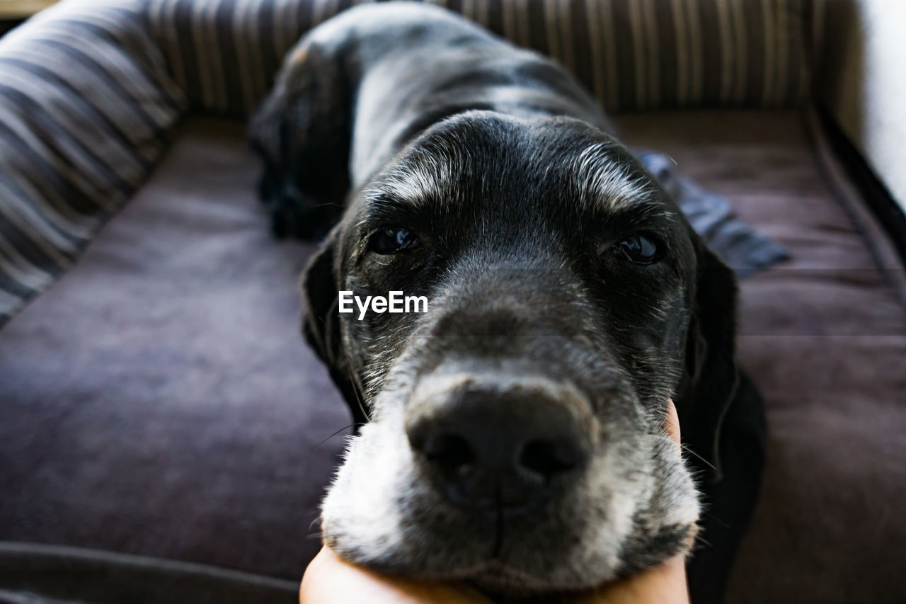 Close-up of hand stroking dog