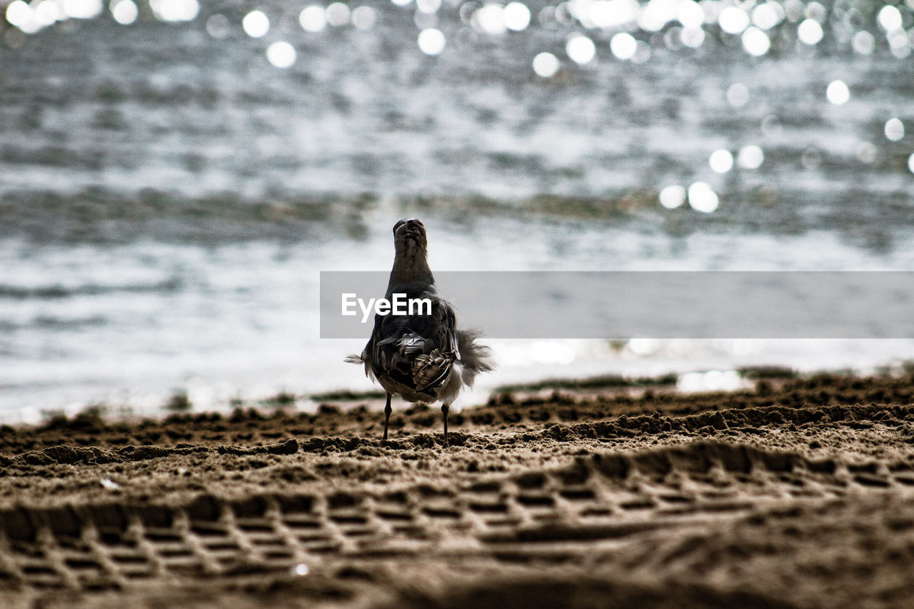 BIRD ON SAND